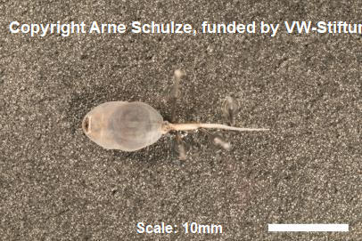 Sorry, no picture available